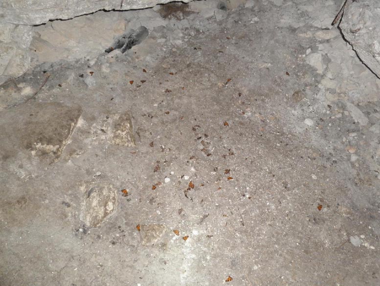 Chi ha mangiato le farfalle?